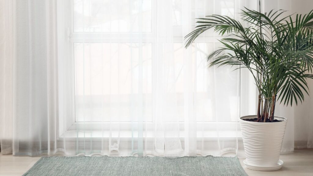 An indoor scene with natural light filtering through sheer white curtains in front of a large window. A lush green potted palm plant is placed to the right, in a white textured pot, on a wooden floor with a teal area rug partially visible in the foreground.
