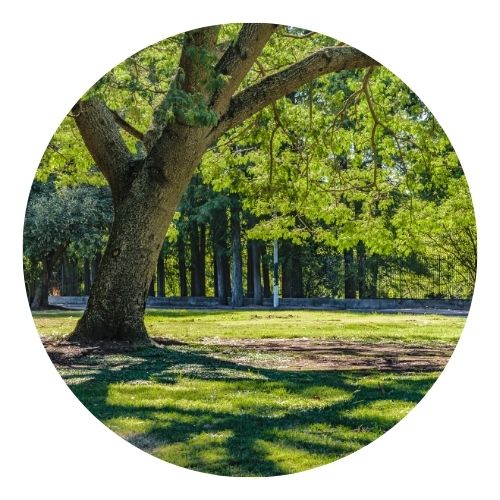 Large tree with sprawling branches in a sunny green park.